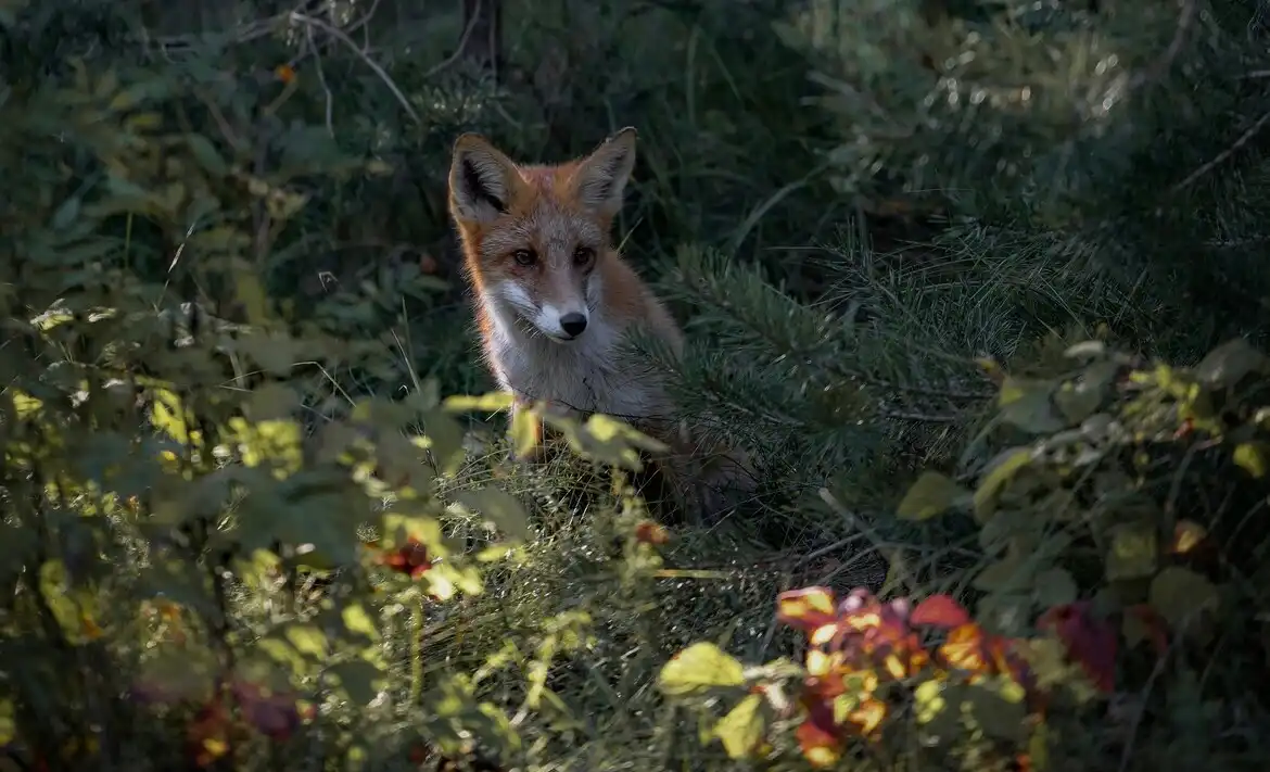 Куршская коса