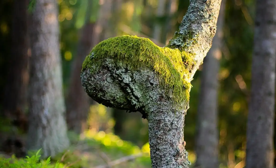 Куршская коса