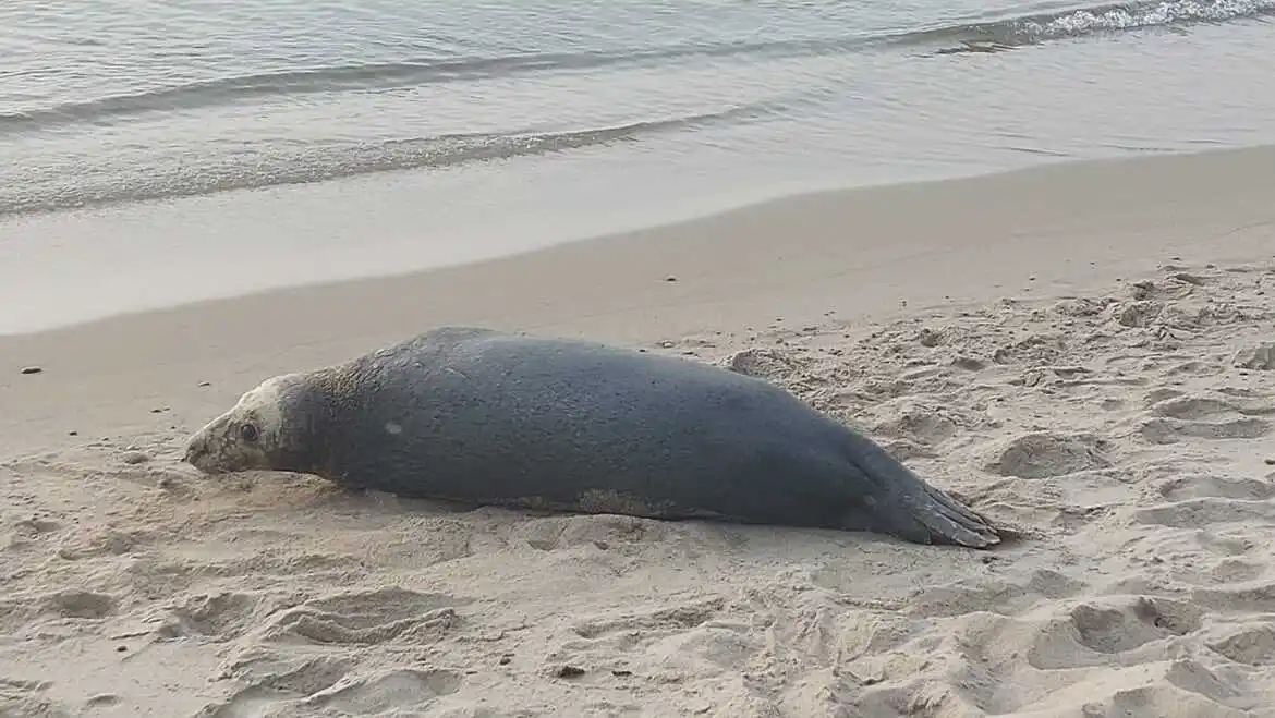 серый балтийский тюлень