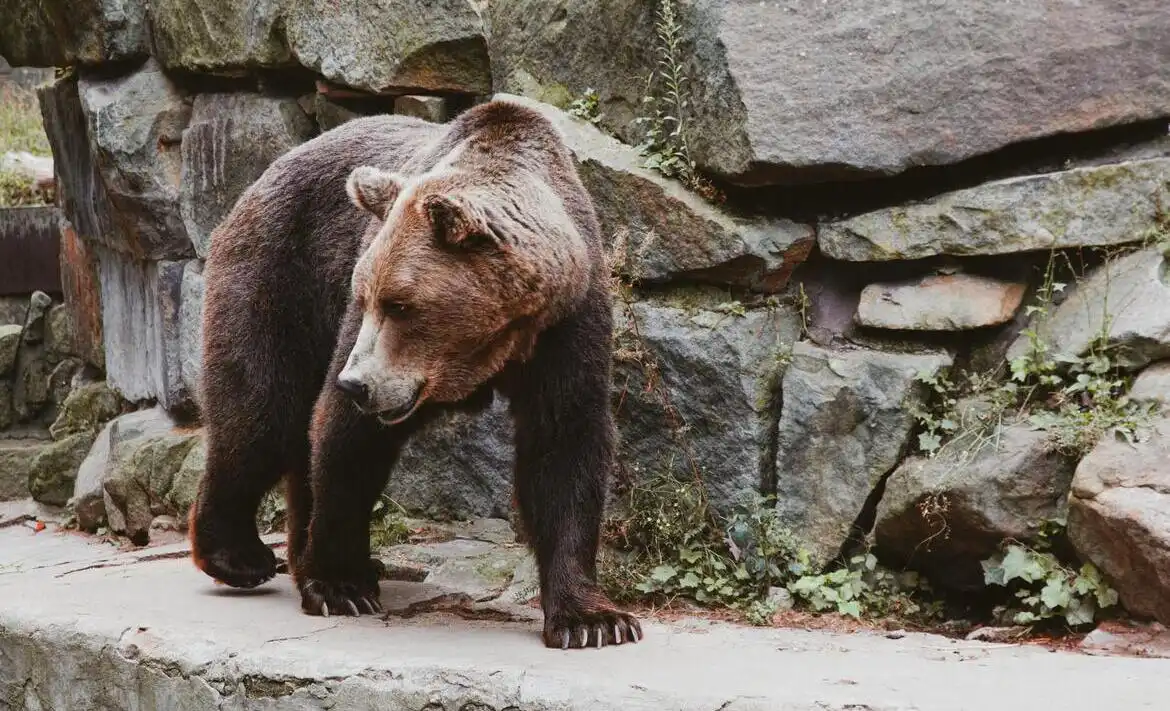 город Калининград