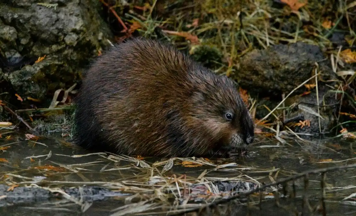 Высота Мюллера