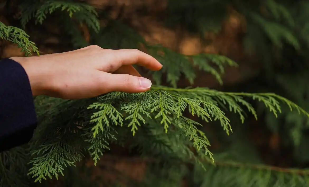 Куршская коса