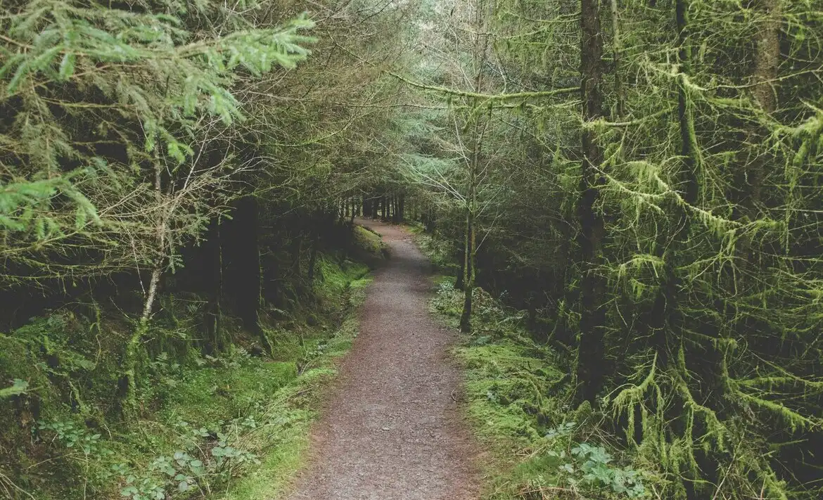 Куршская коса