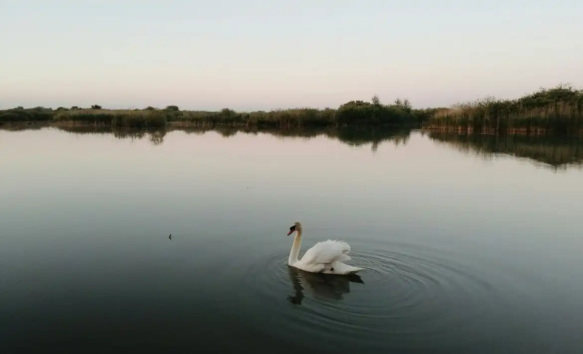 Озеро Лебедь