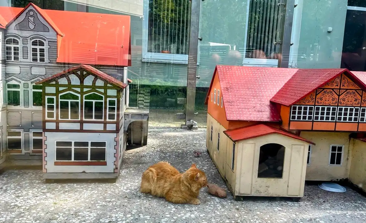 домик кота в Зеленоградске